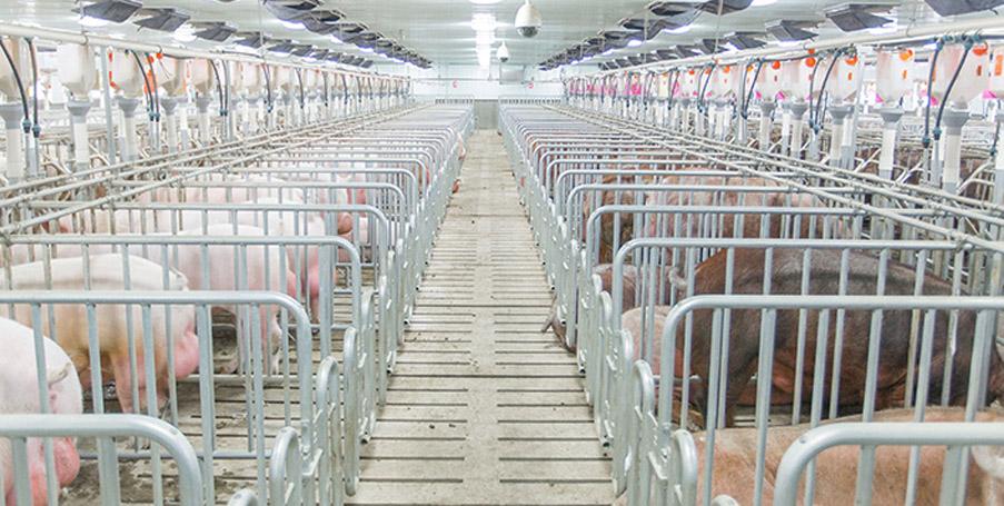 豬場屋頂?shù)屯L(fēng)窗